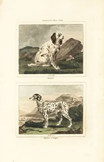 Harrier Prints: Spaniel and harrier