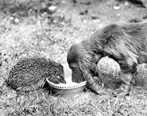 Images Dated 23rd March 2016: Spaniel and hedgehog