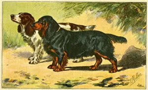 Images Dated 6th January 2017: Two spaniels