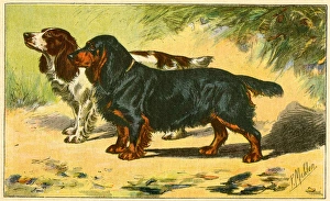 Images Dated 6th January 2017: Two spaniels