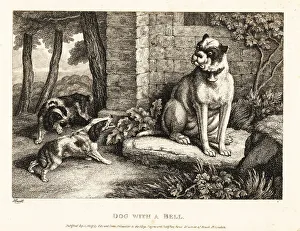 Spaniels Prints: Two spaniels barking at a bulldog with a bell on its collar