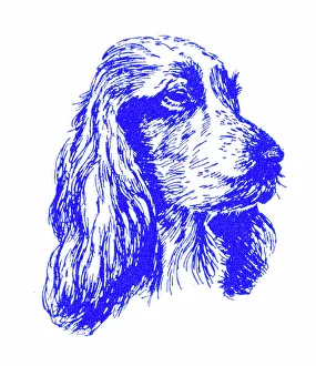 Spaniels Prints: Spaniel's head - 1950s printer's block