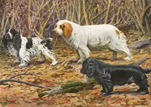 Kinds Prints: Spaniels (Puertes)