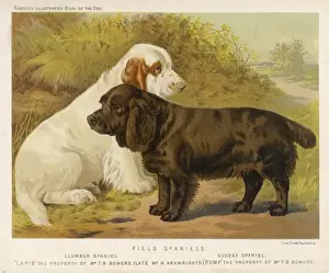 Spaniels Prints: Spaniels (Shaw)