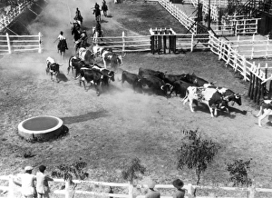 Images Dated 13th May 2011: Spanish Bull Farming