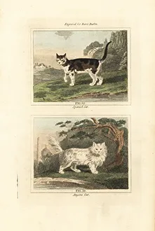 Tame Prints: Spanish cat and Angora cat