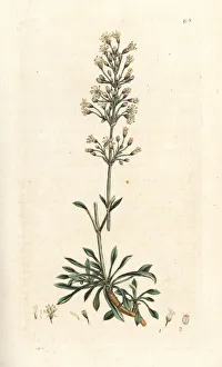 Silene Collection: Spanish catchfly, Silene otites