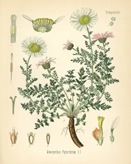 Pyrethrum Prints: Spanish chamomile or Mount Atlas daisy, Anacyclus pyrethrum