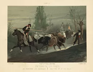 Matador Gallery: Spanish cowboys with lances shutting up the bulls