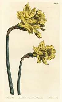 Sydenham Prints: Spanish daffodil, Narcissus hispanicus