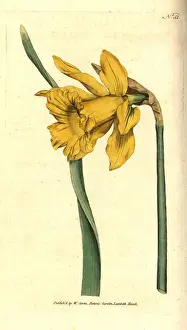 Spanish daffodil, Narcissus hispanicus