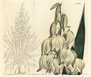 Adams Gallery: Spanish dagger, Yucca gloriosa