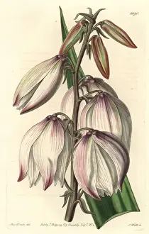 Spanish dagger, Yucca gloriosa var gloriosa