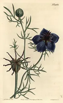 Spanish fennel-flower, Nigella hispanica