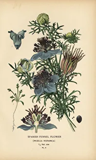 Madeira Gallery: Spanish fennel, Nigella hispanica
