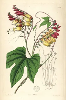 Mina Gallery: Spanish flag or fire vine, Ipomoea lobata
