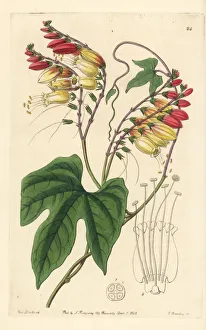 Mina Gallery: Spanish flag, Ipomoea lobata