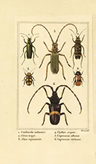 Images Dated 31st March 2020: Spanish fly, wasp beetle and long-horn beetles
