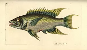 Rufus Gallery: Spanish hogfish, Bodianus rufus