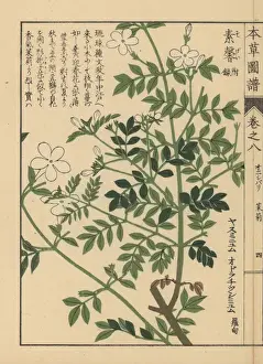 Spanish jasmine, Jasminum grandiflorum