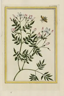 Curieuses Prints: Spanish jasmine, Jasminum grandiflorum