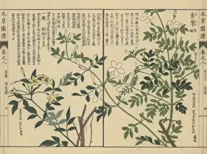 Illustratedguidetomedicinalplants Prints: Spanish jasmine and showy jasmine
