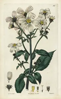Dalton Prints: Spanish needle, Bidens pilosa