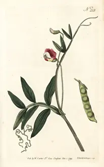 Sansom Prints: Spanish vetchling, Lathyrus clymenum