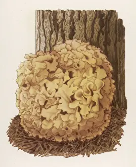 Fungus Prints: Sparassis Crispa