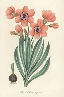 Magazine Of Botany Prints: Sparaxis elegans