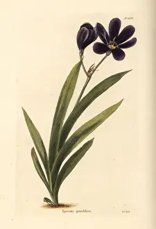 Grandiflora Prints: Sparaxis grandiflora