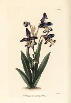 Variegata Prints: Sparaxis variegata