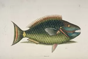 Mark Catesby Collection: Sparisoma viride, stoplight parrotfish