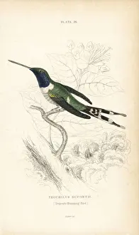 Hummingbirds Prints: Sparkling-tailed woodstar, Tilmatura dupontii