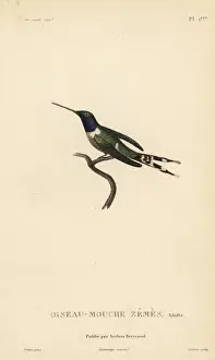 Sparkling-tailed woodstar, Tilmatura dupontii. Adult male