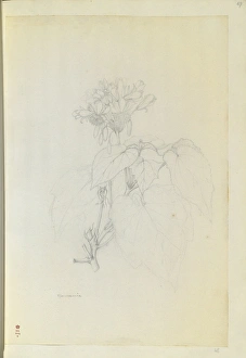 Images Dated 6th February 2015: Sparmannia africana, African linden