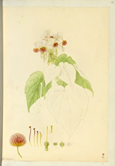 Africana Gallery: Sparmannia africana, African linden