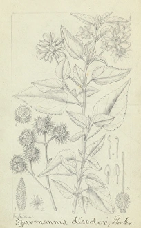 Women Artists Collection: Sparmannia discolor by Matilda Smith