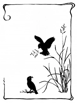Images Dated 28th October 2011: Two sparrows collecting grass seeds