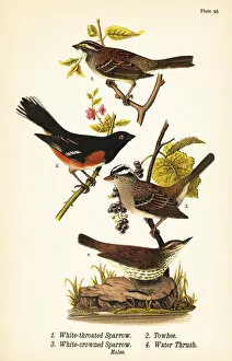 Warren Gallery: Sparrows, towhee and waterthrush