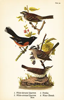 Warren Gallery: Sparrows, towhee and waterthrush