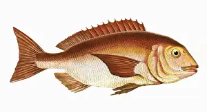 Bream Prints: Sparus aurata, or Gilt-Head Bream