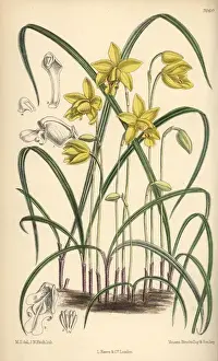 Spathoglottis ixioides, yellow orchid of