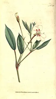Spear-leaved geranium, Geranium lanceolatum