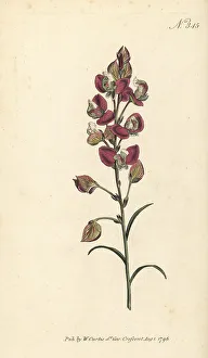 South Africa Prints: Spear-leaved milkwort, Polygala bracteolata