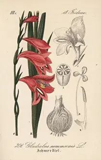 Communis Prints: Spear lily or gladiolus, Gladiolus communis