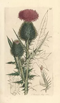 Herbal Gallery: Spear thistle, Cirsium vulgare