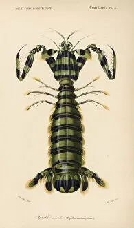 Maculata Gallery: Spearer mantis shrimp, Lysiosquillina maculata