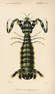 Spearer mantis shrimp, Lysiosquillina maculata Spearer mantis shrimp, Lysiosquillina maculata