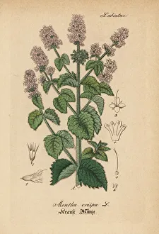 Mint Collection: Spearmint, Mentha spicata